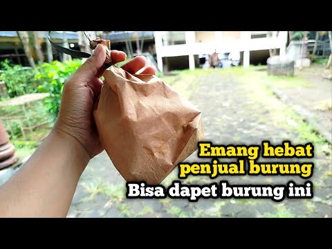 SIAPA YANG GAK KAGET..BURUNG DARI KUTUB UTARA INI BISA DIJUAL DIPASAR BURUNG😱‼️