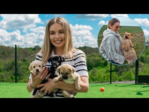 Heavily Pregnant Dog Abandoned in Field Gives Birth to Three Puppies Right After Rescue