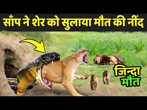 साँप ने शेर को सुलाया मौत के नींद | Wildlife Animals Fighting Videos