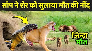 साँप ने शेर को सुलाया मौत के नींद | Wildlife Animals Fighting Videos