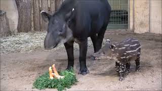 4. Advent im Tierpark Cottbus