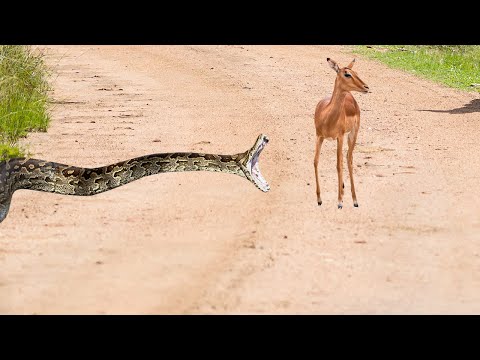 Cobra gigante mata sua presa sem dó, confira!