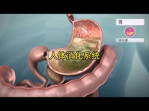 你吃下去的食物如何變成糞便的，人體消化系統工作原理 - YouTube(2分48秒)