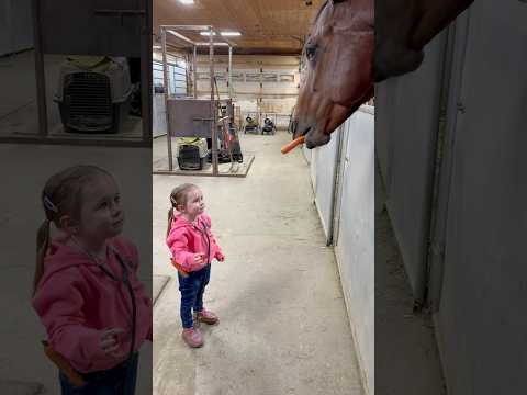 Should I just get a bin of treats next to each stall? #horse #toddlers #horsecare #equestrian