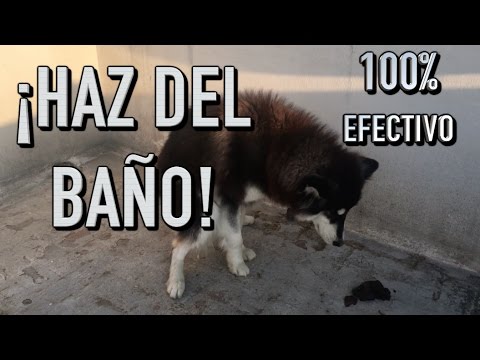 como entrenar UN PERRO a IR AL BAÑO donde quieras - MartGon