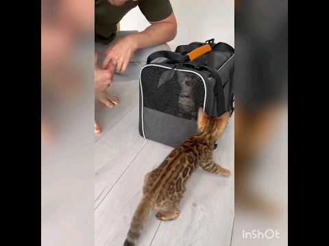 Bengal Kittens Meet For The First Time ? Love At First Sight ❤️