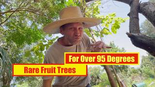 Rare Fruit Trees - For Over 95 Degrees
