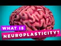 AGES Model and Neuroscience Concepts