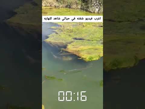 أغرب فيديو شفتو بحياتي!!!... #shorts