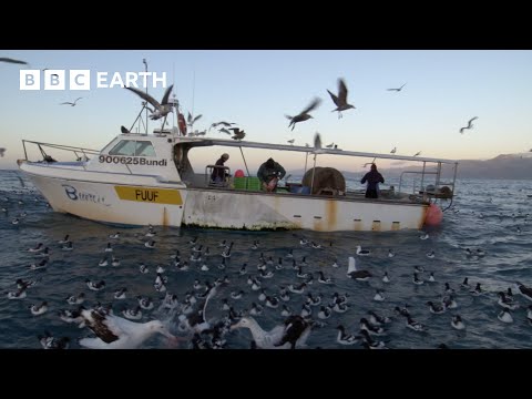 Cheeky Albatross Steal From Fishermen | South Pacific | BBC Earth