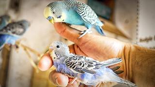 New Birds in the Aviary + A Baby’s First Leap 🐦✨
