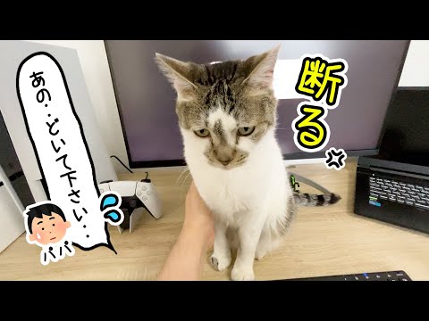 【在宅あるある】仕事中のパソコンに割り込む猫がかわいすぎて何もできない