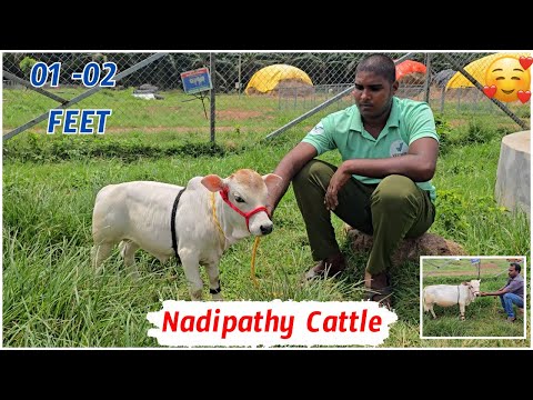 Cute Nadipathy cows😍#shorts #viral #yt #miniature #reels #tiktok #cute #cow #trend #srikrishna