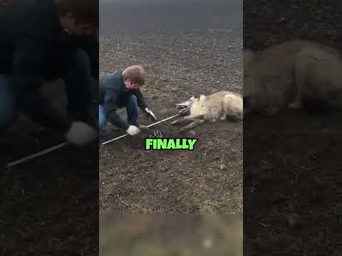 He endangered himself to rescue a predatory beast ?? #shortvideo #youtubeshorts #short