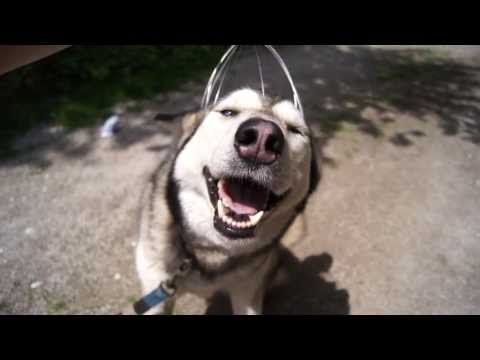 Husky Dog Plus Head Massager Equals Cutesplosion
