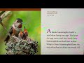Hummingbirds: Nature's Marvels