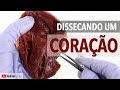 Anatomia do Coração Suíno