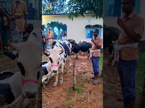 কিশোরগঞ্জের খামারীর কিনে নেওয়া ষাঁড় গরু #cow #meatmarket #cattleworld #bull #bullfarm #shortvideos