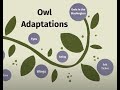 Owl Characteristics and Adaptations