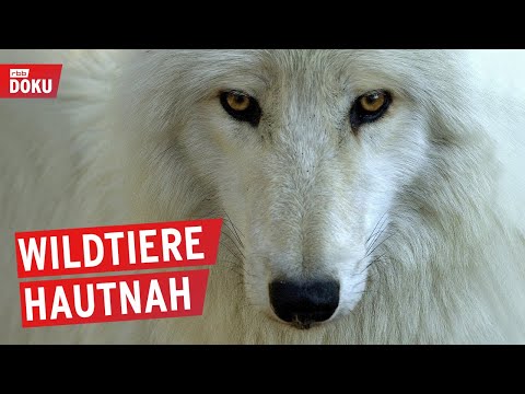 Wölfe und Hirsche im Wildpark Johannismühle | Dokumentation | Hallo Nachbarn! | Re-Upload