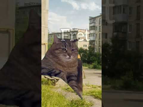 Познакомился бы?😏 #котики #мем #жиза #фрет Пародия на @Danya_rodnoy