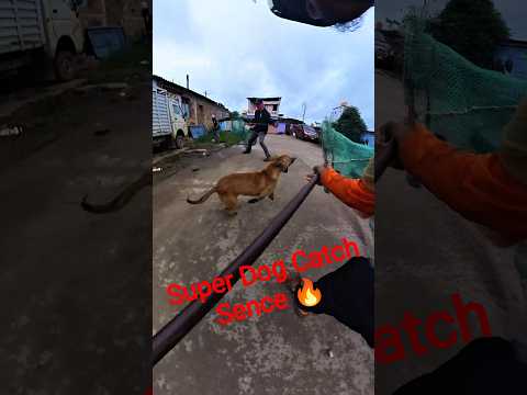 Mafia Delhi Dog Catch #shorts #youtubeshorts #shortsfeed #dogcatching