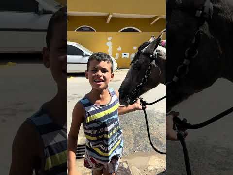 VOCÊ GOSTA DE CAVALO ?