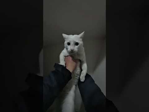 Kedi anlatmaya çalıştı aslında 😂 #YanlışKedi #EveGirenSokakKedisi #KedimiKaybetmedim #KediliKomedi