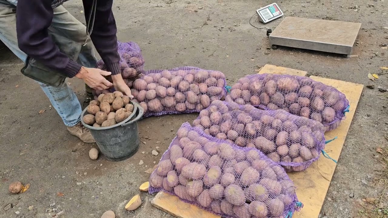 Купили картошку, накормил !