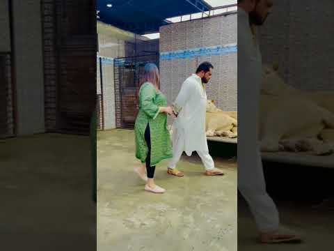 #funnyclips lion ha cat nhi#animals 😎😱💪💯🎉#ytshorts #miya