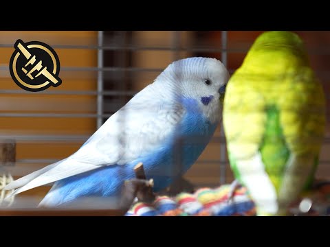 FP Exclusive: Luke Week - Meet the Birds (Scoop & WALL-E)