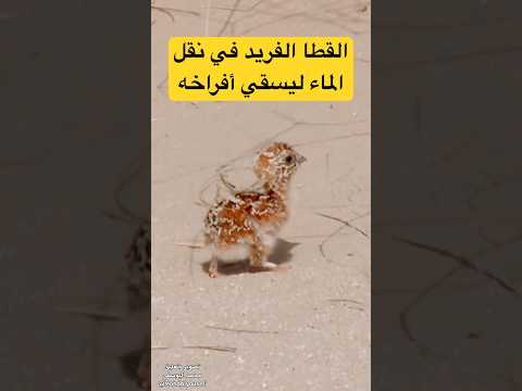 طريقة مثيرة فيها حذر وخوف حينما ينقل القطا الماء بريشه ويطير به ليسقي أفراخه البعيدة! غريزة رحمة!
