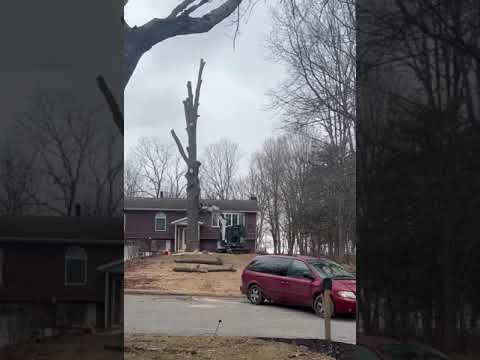 He didn’t want to pay a contractor! #diy #treeremoval #work