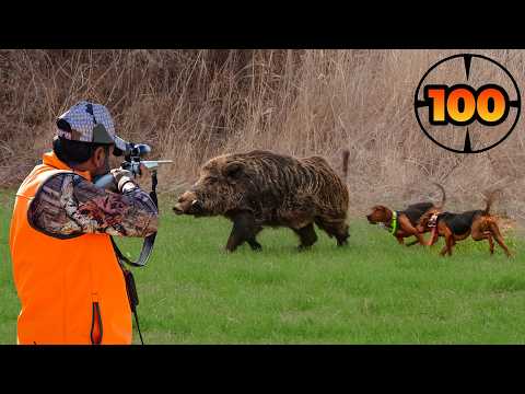 100 WILD BOAR SHOTS in 20 Minutes! (ULTIMATE Hunting Compilation) 🐗