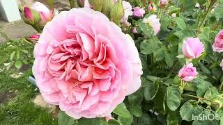 Healthy David Austin roses in my garden