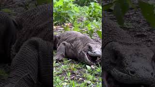 Komodo dragon holding its breath
