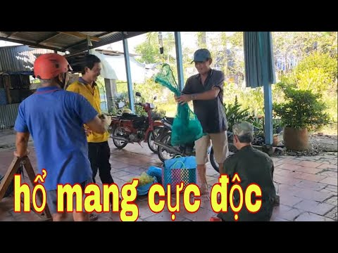 Mặt Không Còn Miếng Máu Khi Bắt Rắn Hổ Mang Cực Độc Ở Lai Vung # SĂN BẮT ĐỒNG THÁP #