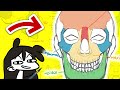 Understanding Skull Anatomy and Movement