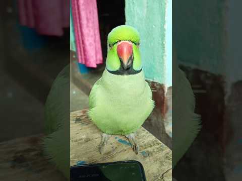 मम्मी एक गिलास पानी दे दो #parrot #funny #funnyanimal #funny #funnyparrot #funnyvideo #funnyshorts..