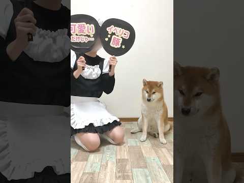 家族ガチャに失敗した柴犬こまちゃん。#shorts