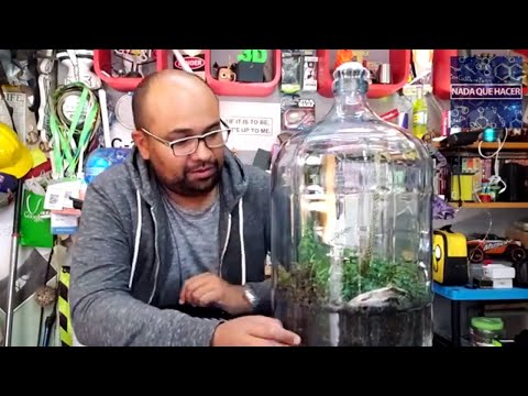 Terrario gigante que vive mas de 50 años! Jardín que vive en una botella|NQUEH