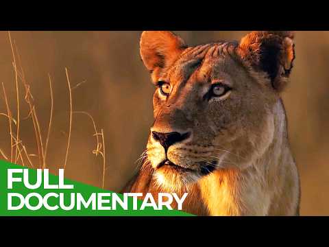 Lions Rule | Episode 1: Death in the Glade | Free Documentary Nature