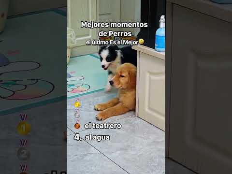 Mejores Momentos de Perros🤣🐶