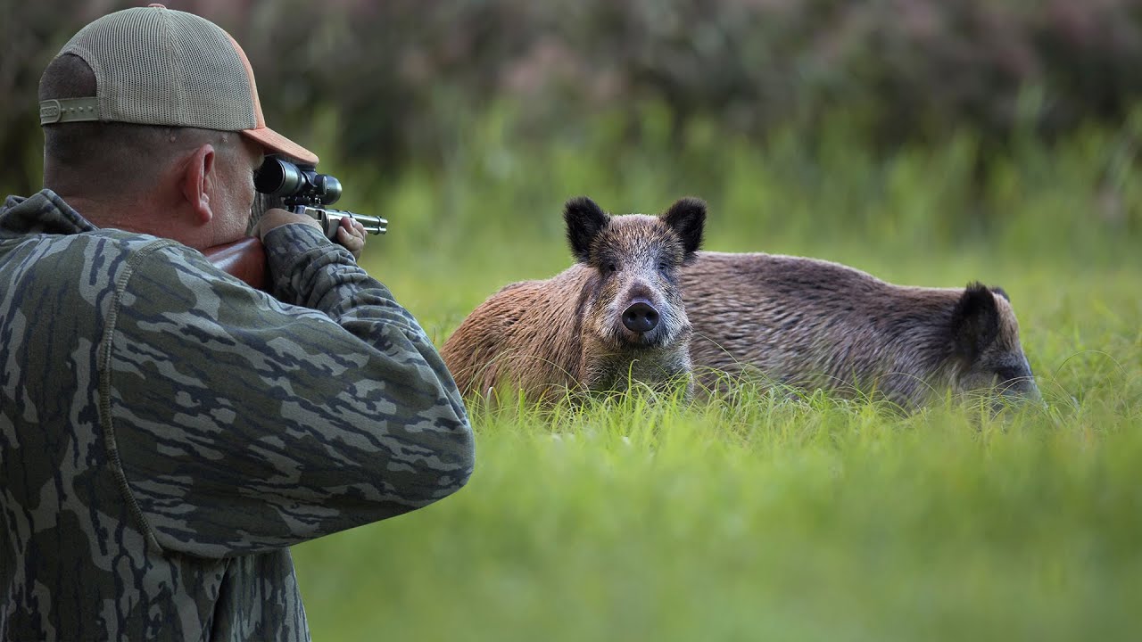 Hunting Wild Boar with a 22Mag! Catch Clean Cook Destructive Hogs make Tasty Treats!