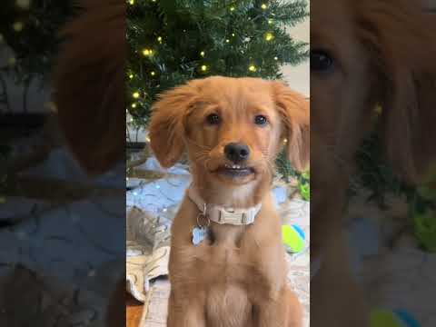 TRY NOT TO LAUGH at these funny dogs!! 🐕 😂 #funnydogs #funnyanimals #funny #dog