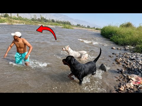 Nos fuimos al RIO - ROTTWEILER & DOGO ARGENTINO