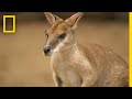 Kangaroo Biology and Behavior