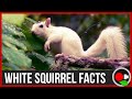 Researching White Squirrel Sightings