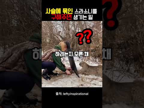 사슬에 묶인 스라소니를 구해주면 생기는 일
