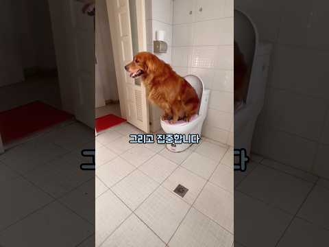 화장실이 급한 골든리트리버